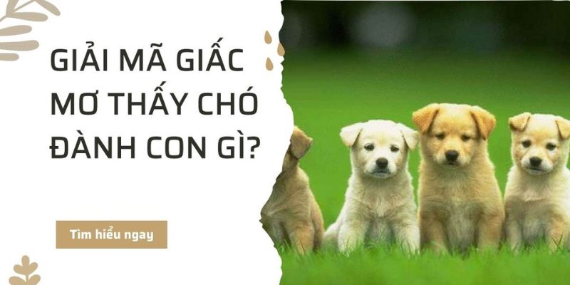 4 con chó xuất hiện trong giấc mơ anh em nên chọn đánh con nào